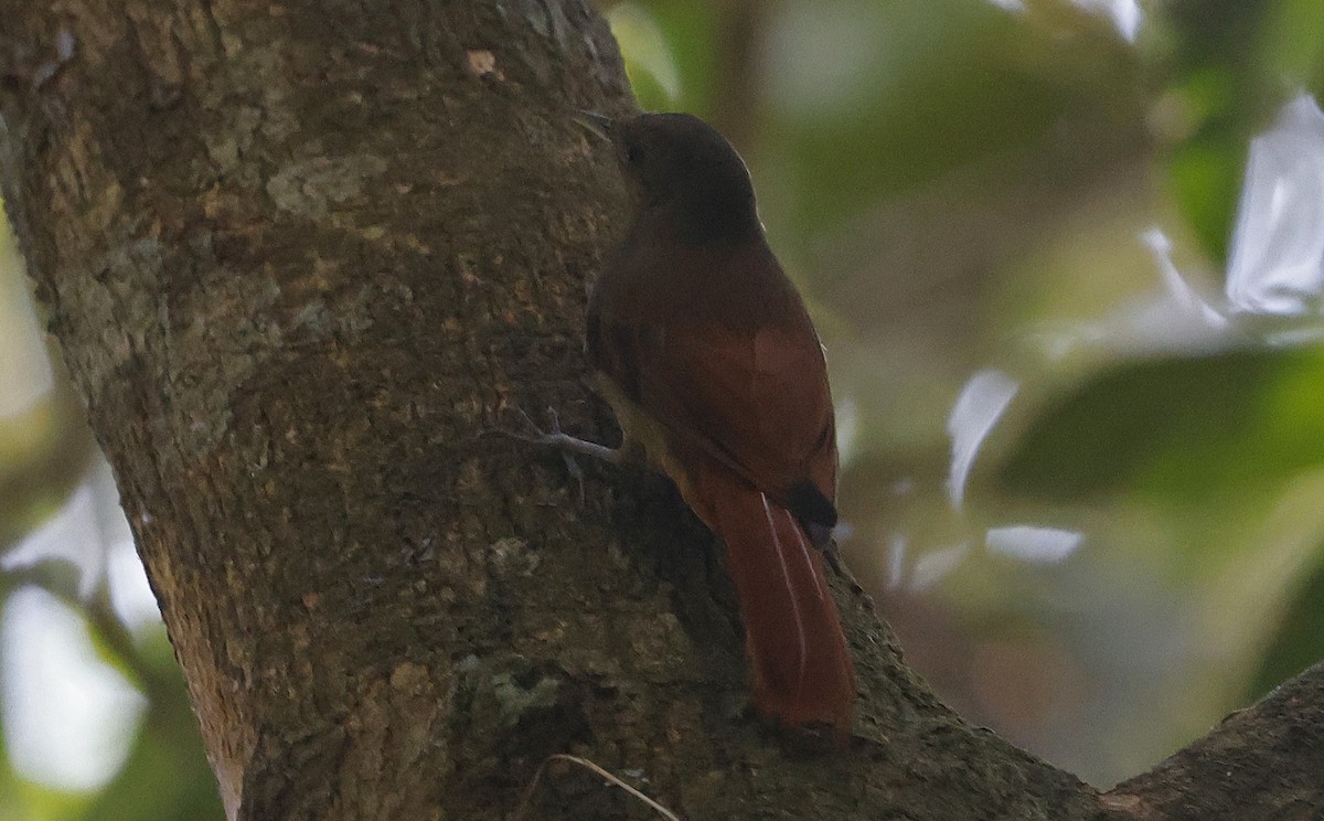 Olivaceous Woodcreeper - ML623795123