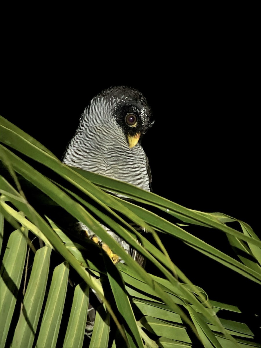 Black-and-white Owl - ML623795125