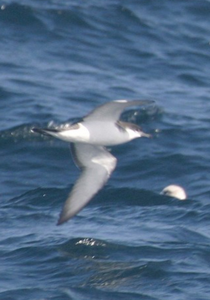 Buller's Shearwater - ML623795143