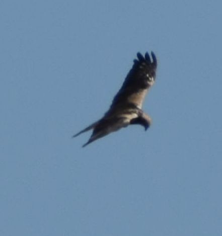 Western Marsh Harrier - Sally Anderson