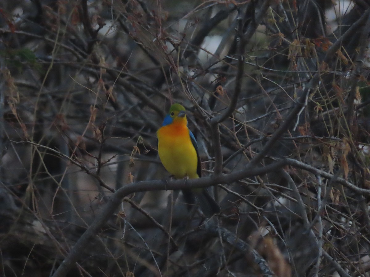 Orange-breasted Bunting - ML623795169