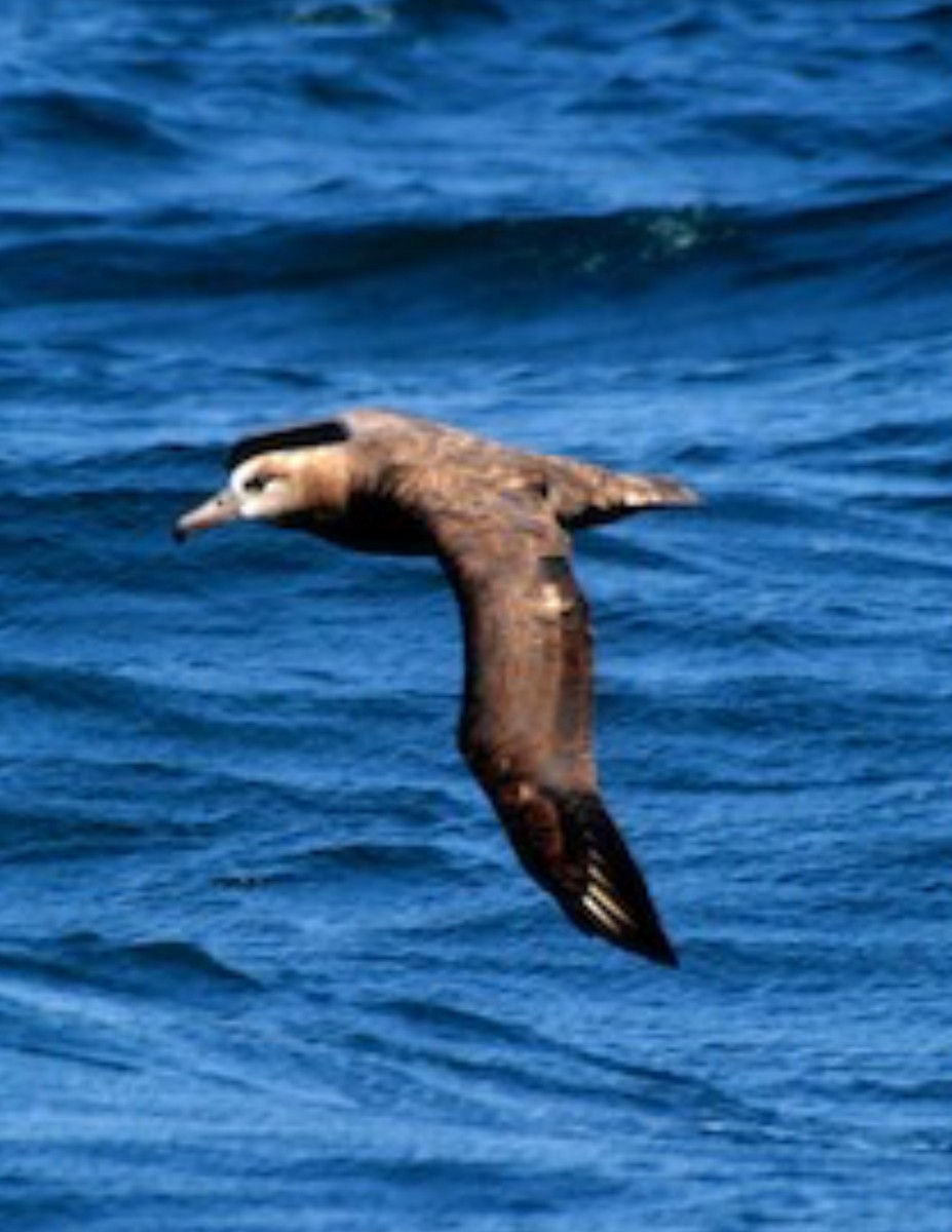 Black-footed Albatross - ML623795174