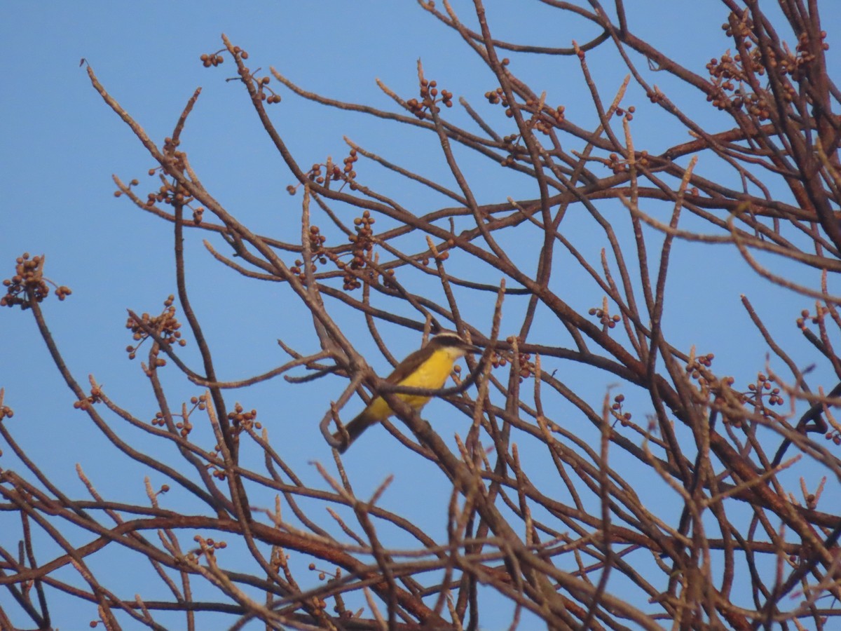 Boat-billed Flycatcher (Northern) - ML623795184