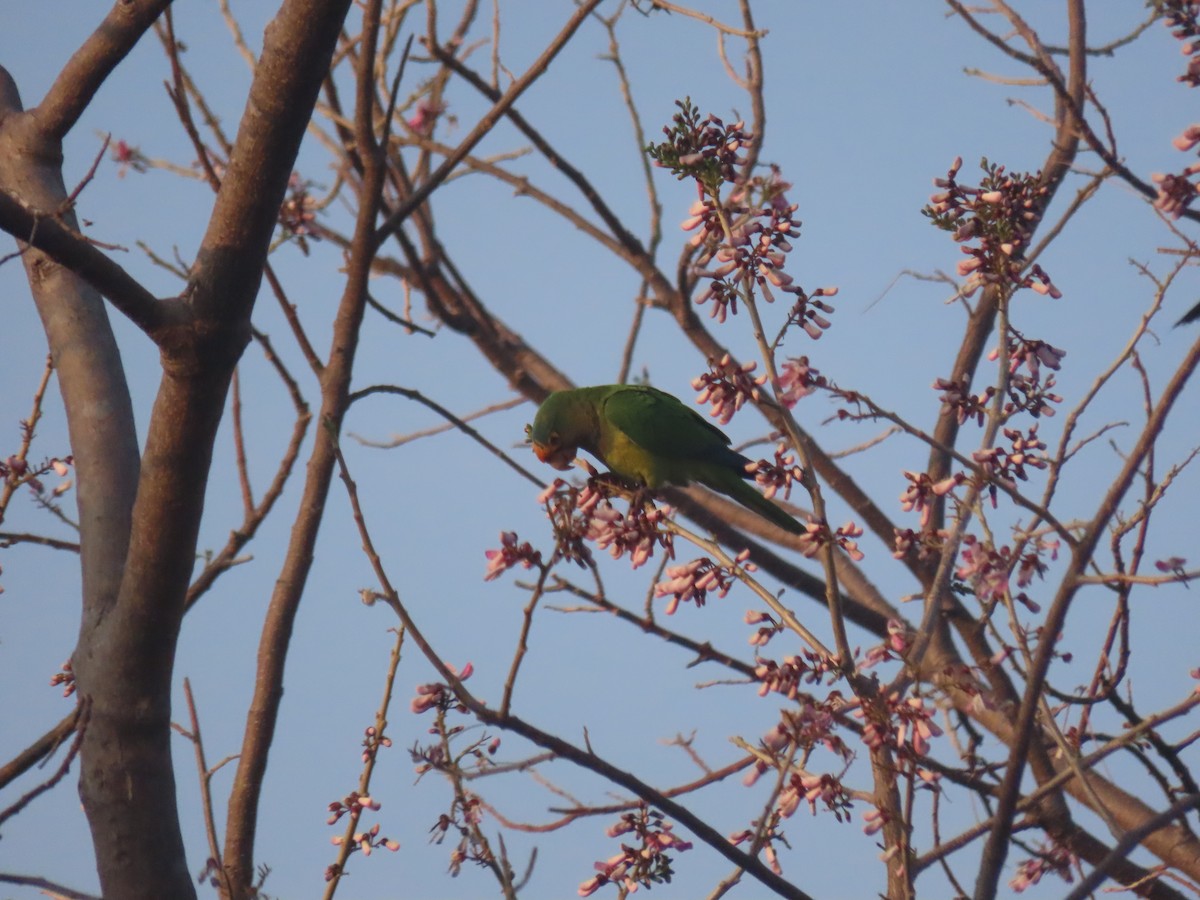 Orange-fronted Parakeet - ML623795190