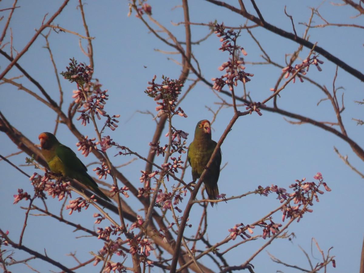 Orange-fronted Parakeet - ML623795191