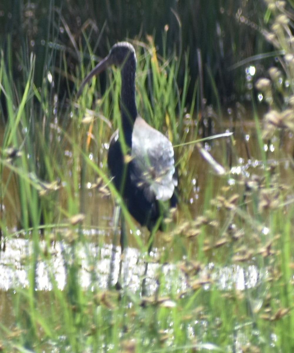 Glossy Ibis - ML623795192