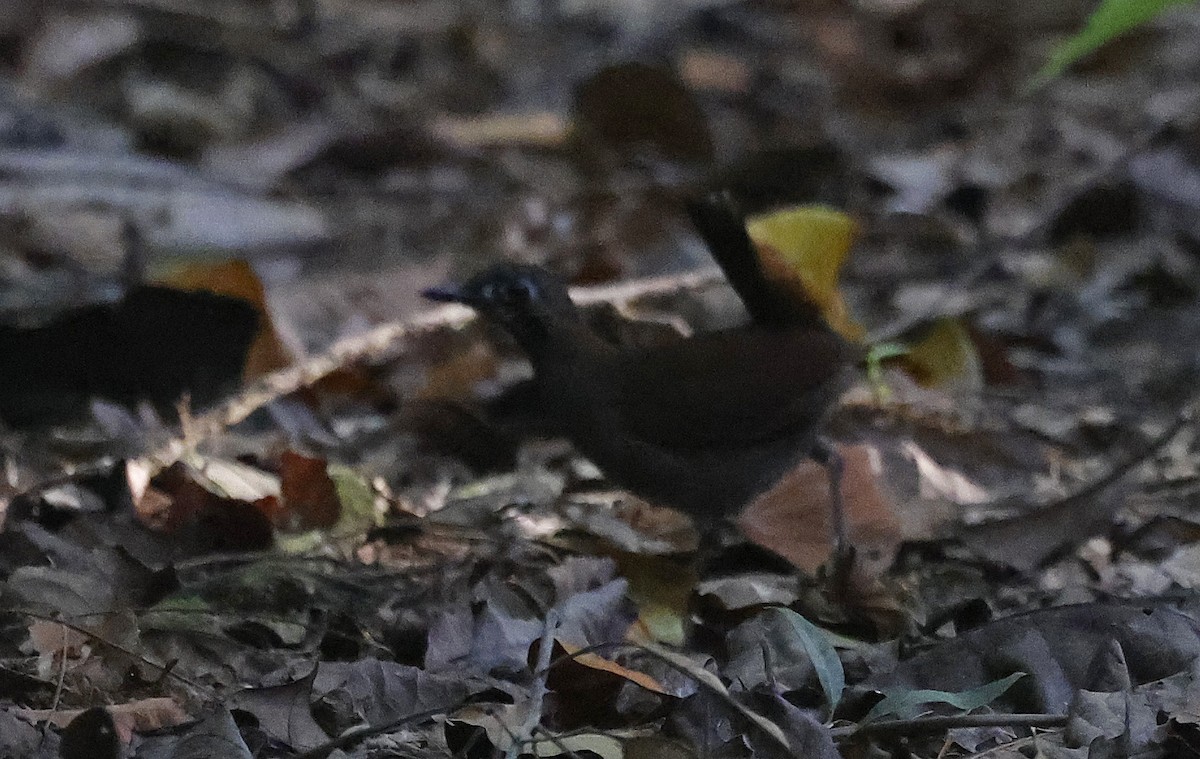 Black-faced Antthrush - ML623795198