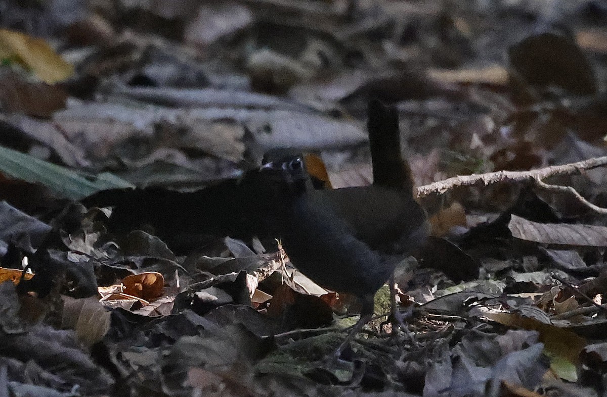 Black-faced Antthrush - ML623795199