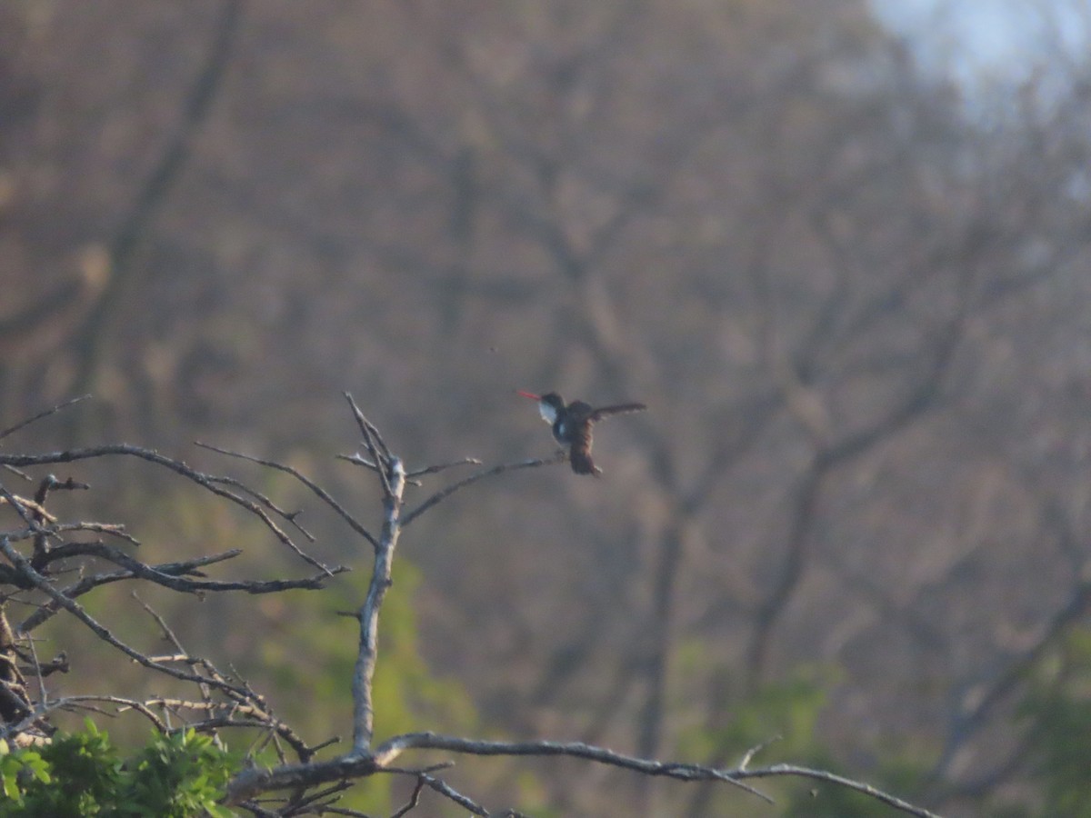 Green-fronted Hummingbird - ML623795227