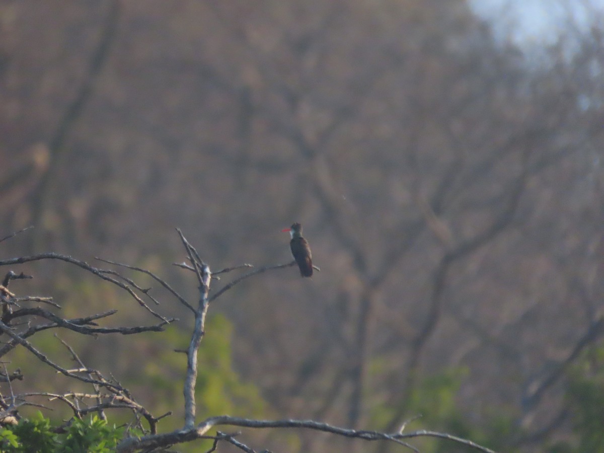 Green-fronted Hummingbird - ML623795242