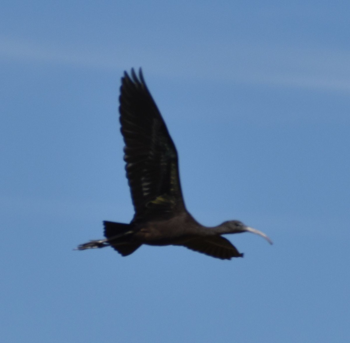 Glossy Ibis - ML623795258