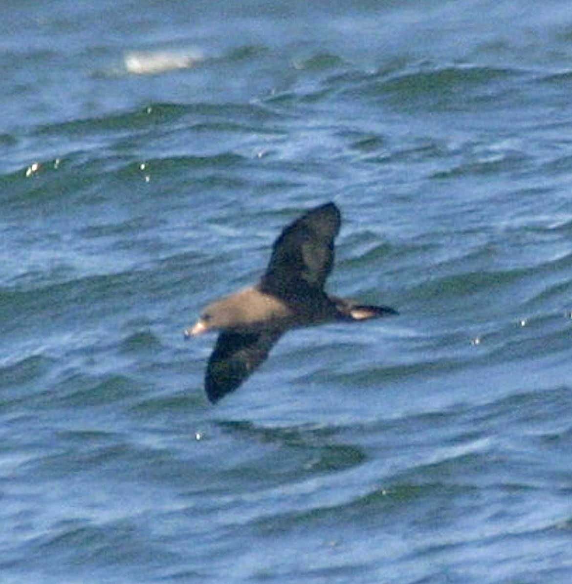Flesh-footed Shearwater - ML623795260