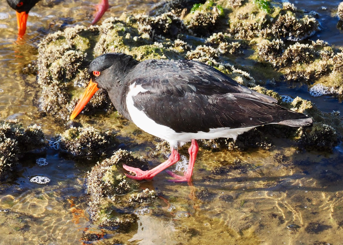 Pied Oystercatcher - ML623795261