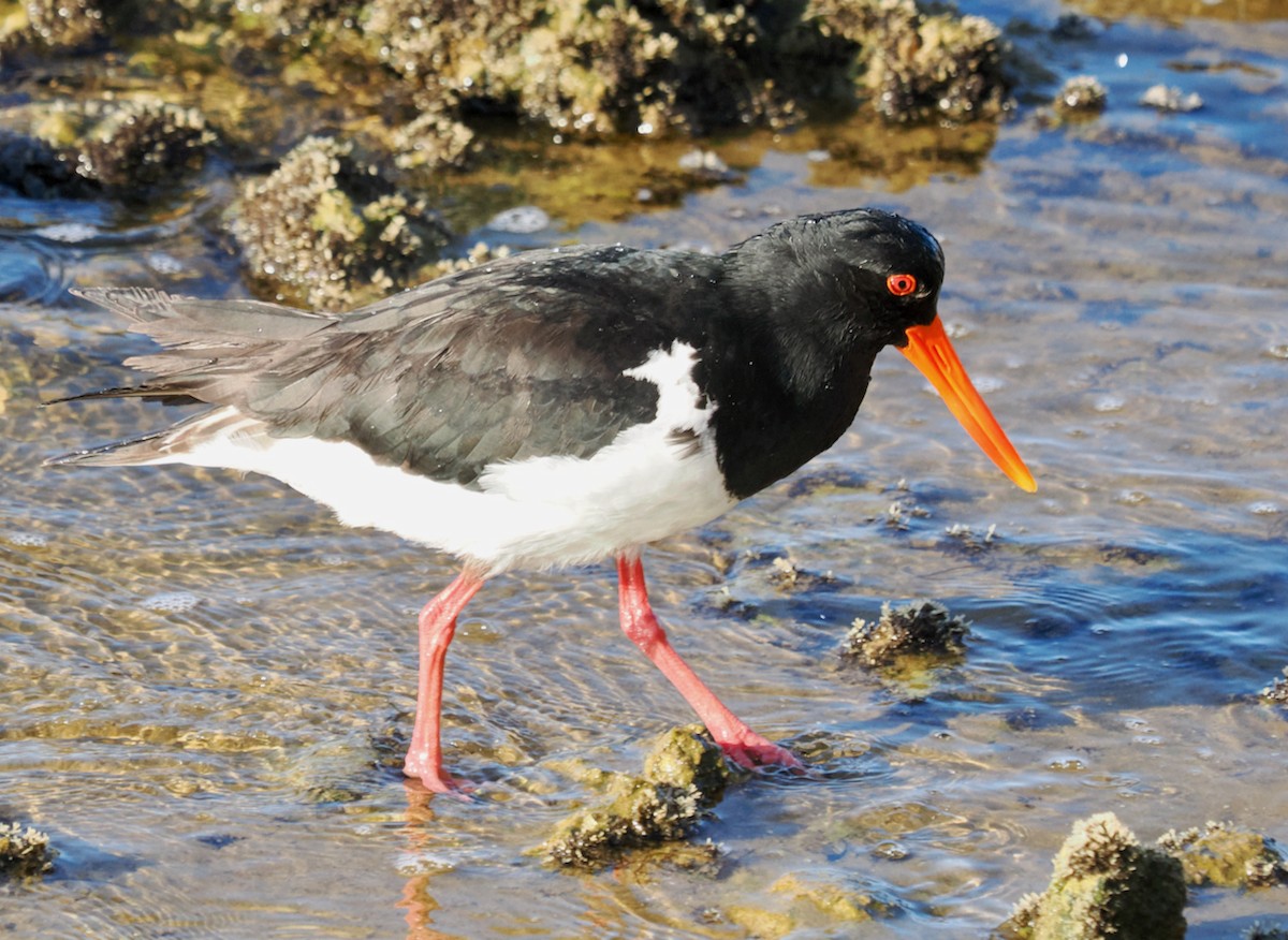 Pied Oystercatcher - ML623795262