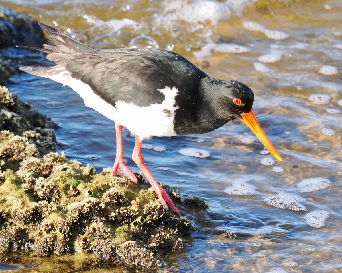 Pied Oystercatcher - ML623795263