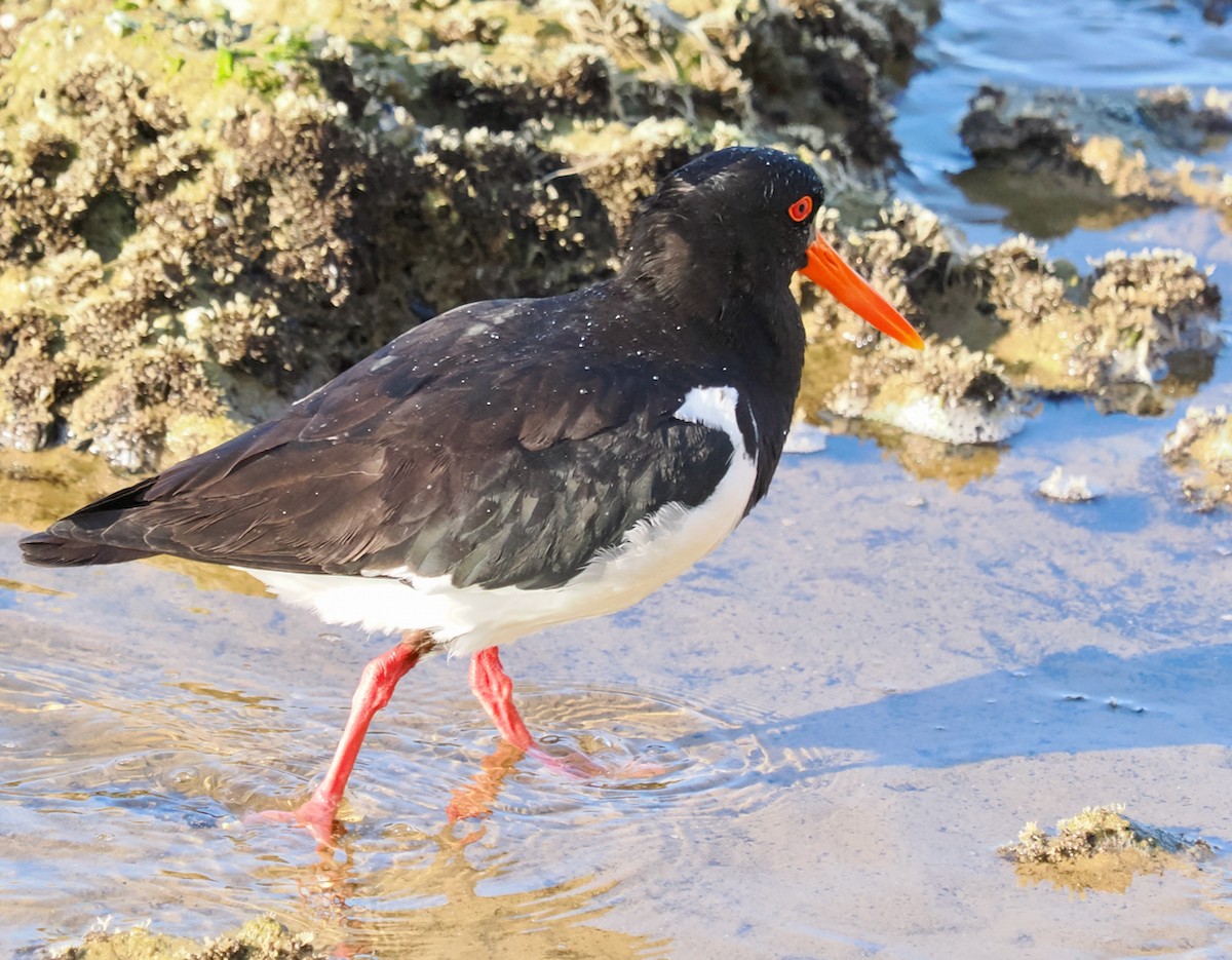 Pied Oystercatcher - ML623795264