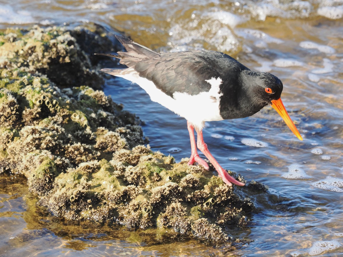 Pied Oystercatcher - ML623795265