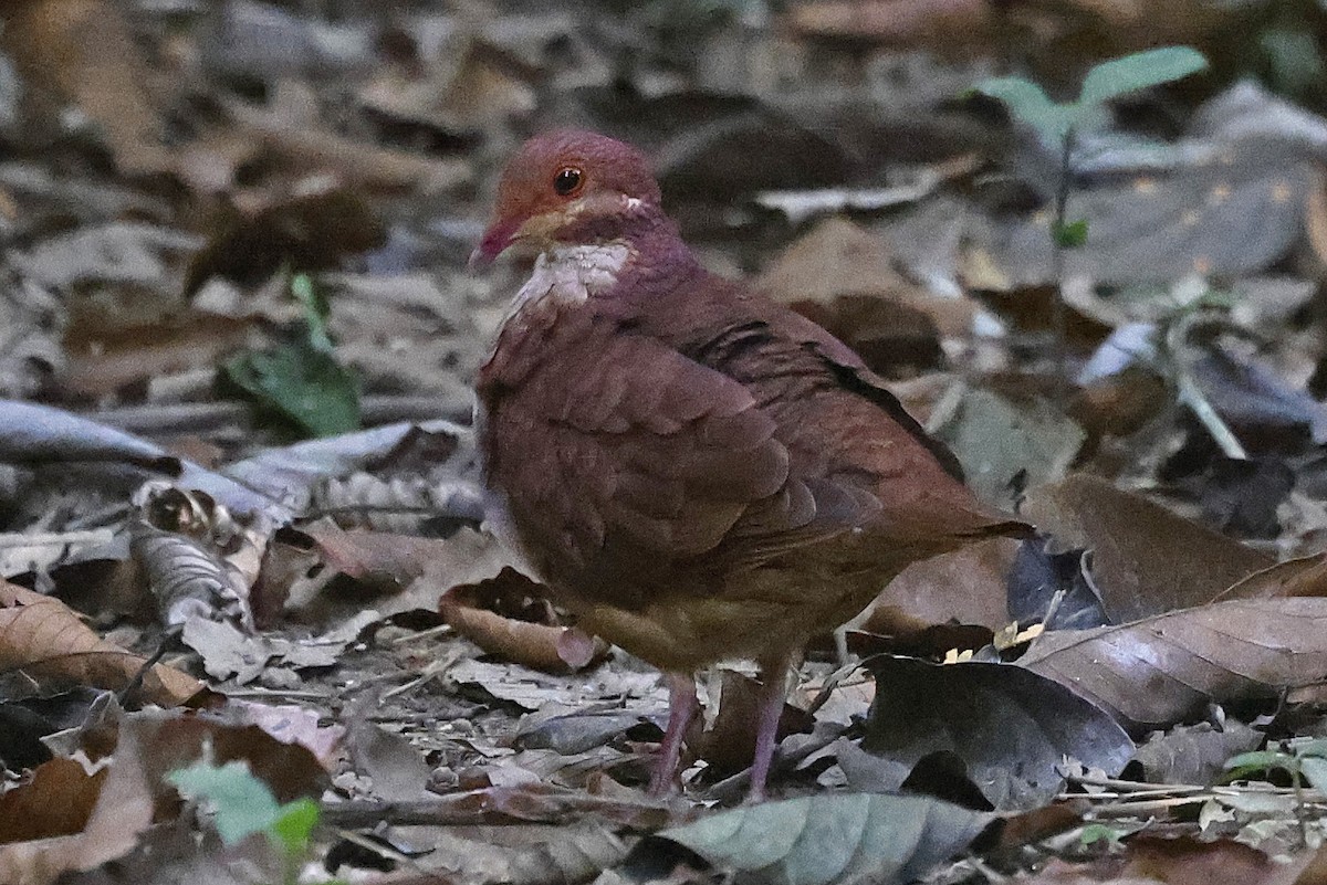 Ruddy Quail-Dove - ML623795267