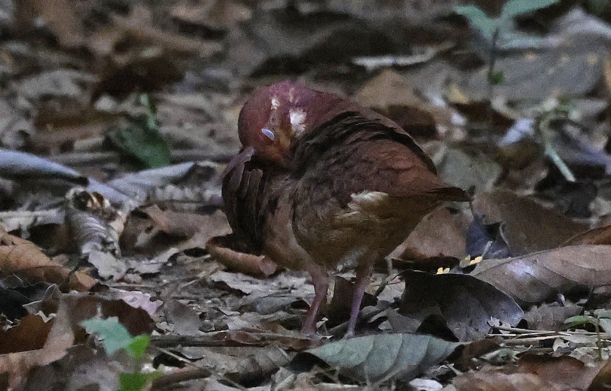 Ruddy Quail-Dove - ML623795268