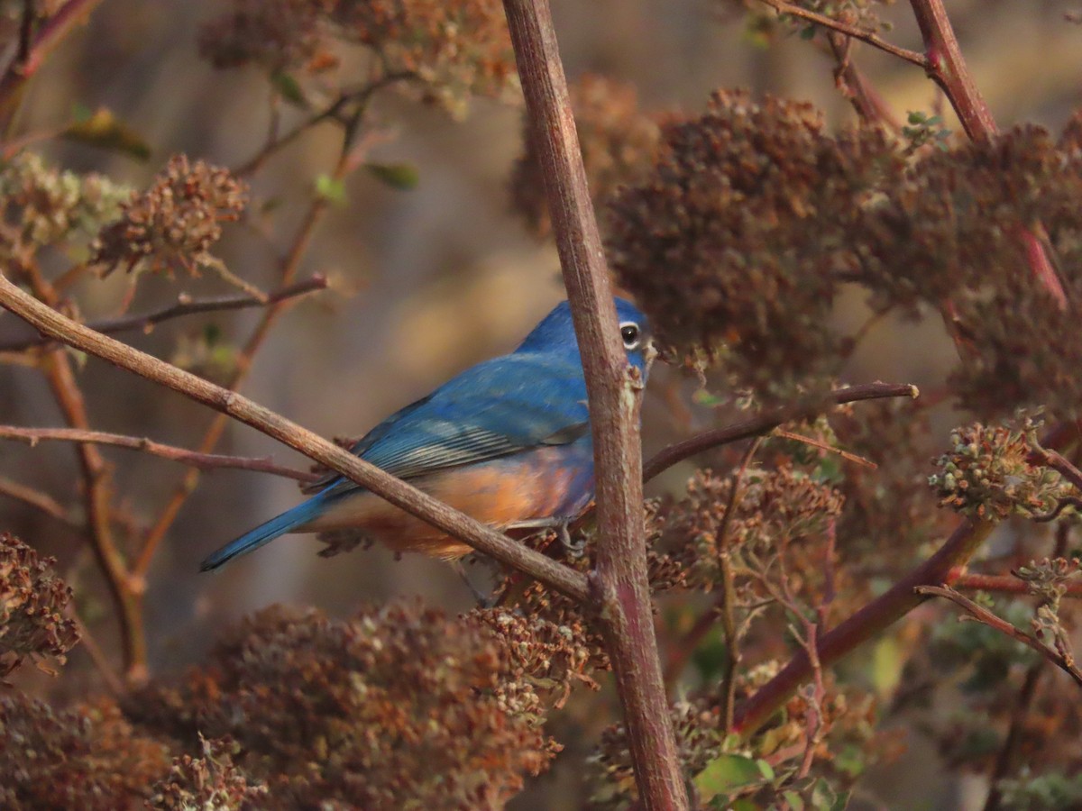 Rose-bellied Bunting - Erik Van Den Kieboom