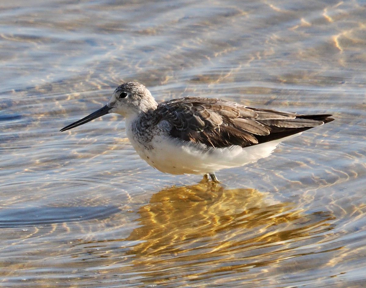 Common Greenshank - ML623795292