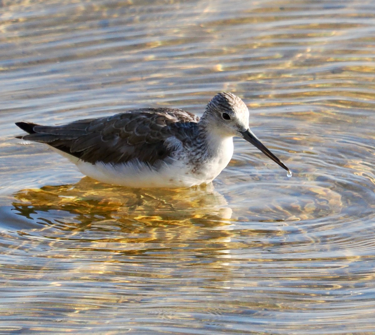 Common Greenshank - ML623795293