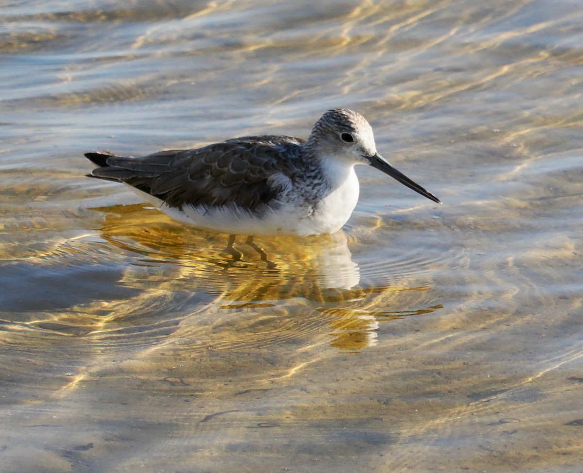 Common Greenshank - ML623795294