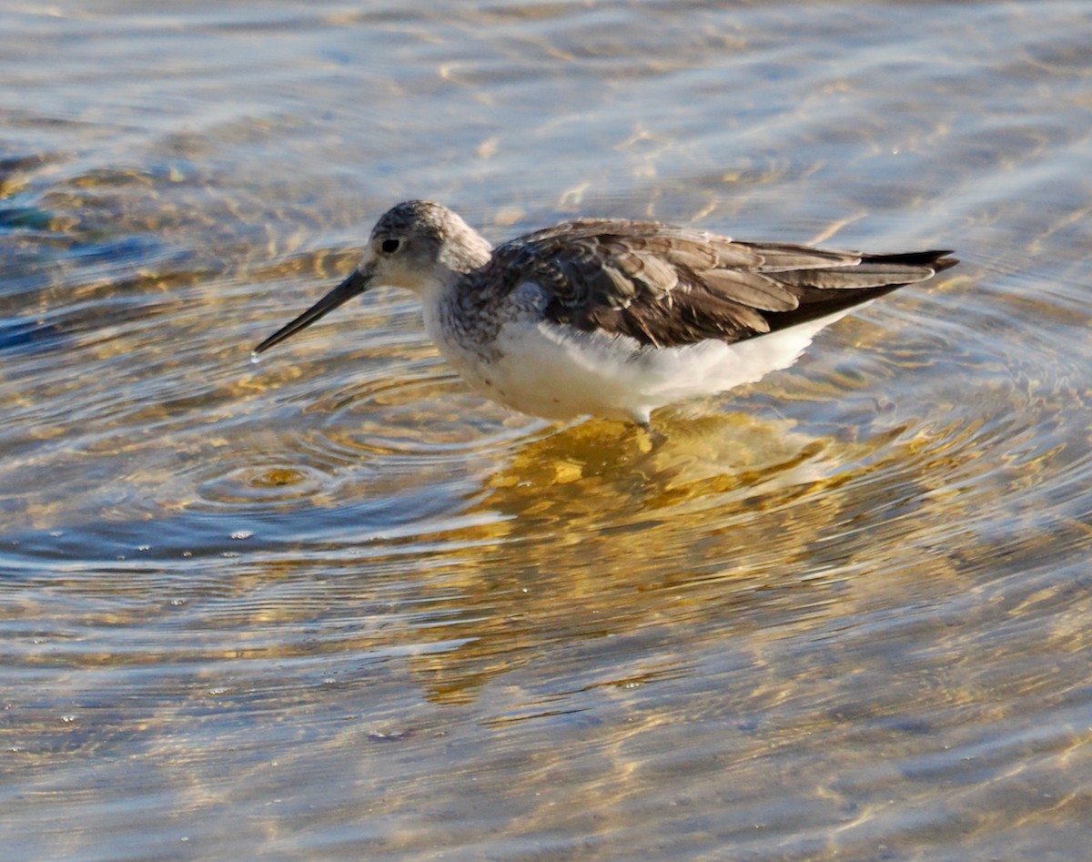 Common Greenshank - ML623795295