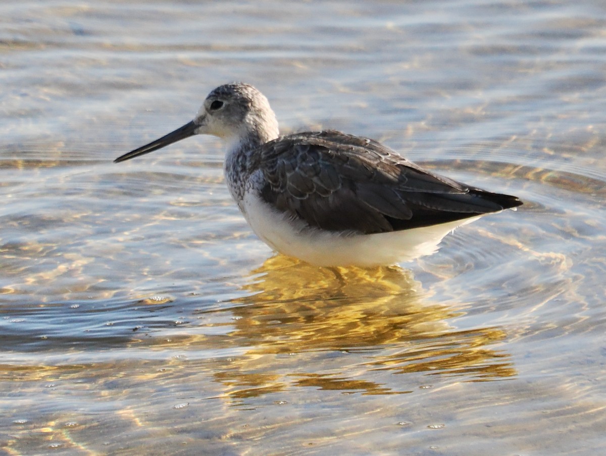 Common Greenshank - ML623795296