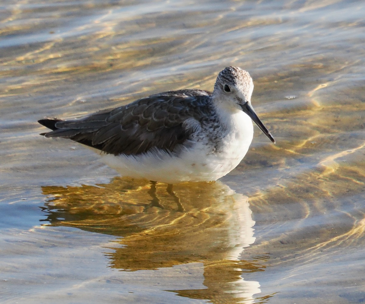 Common Greenshank - ML623795297