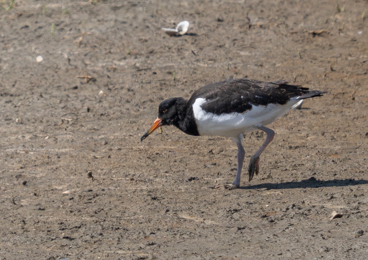 Eurasian Oystercatcher - Simon Colenutt