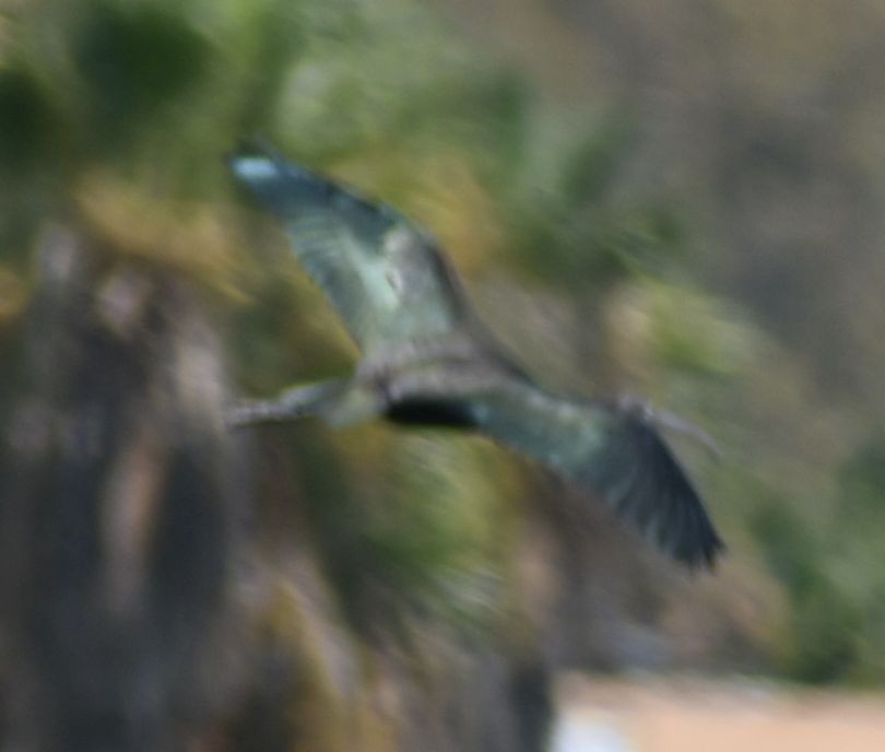 Glossy Ibis - ML623795384