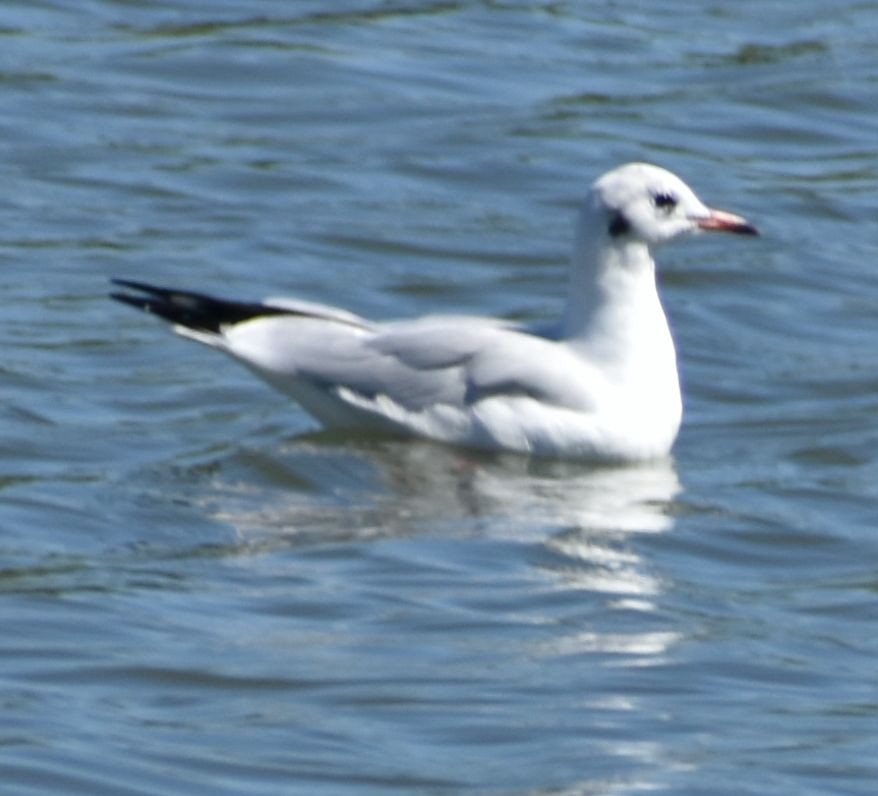 Black-headed Gull - Sally Anderson