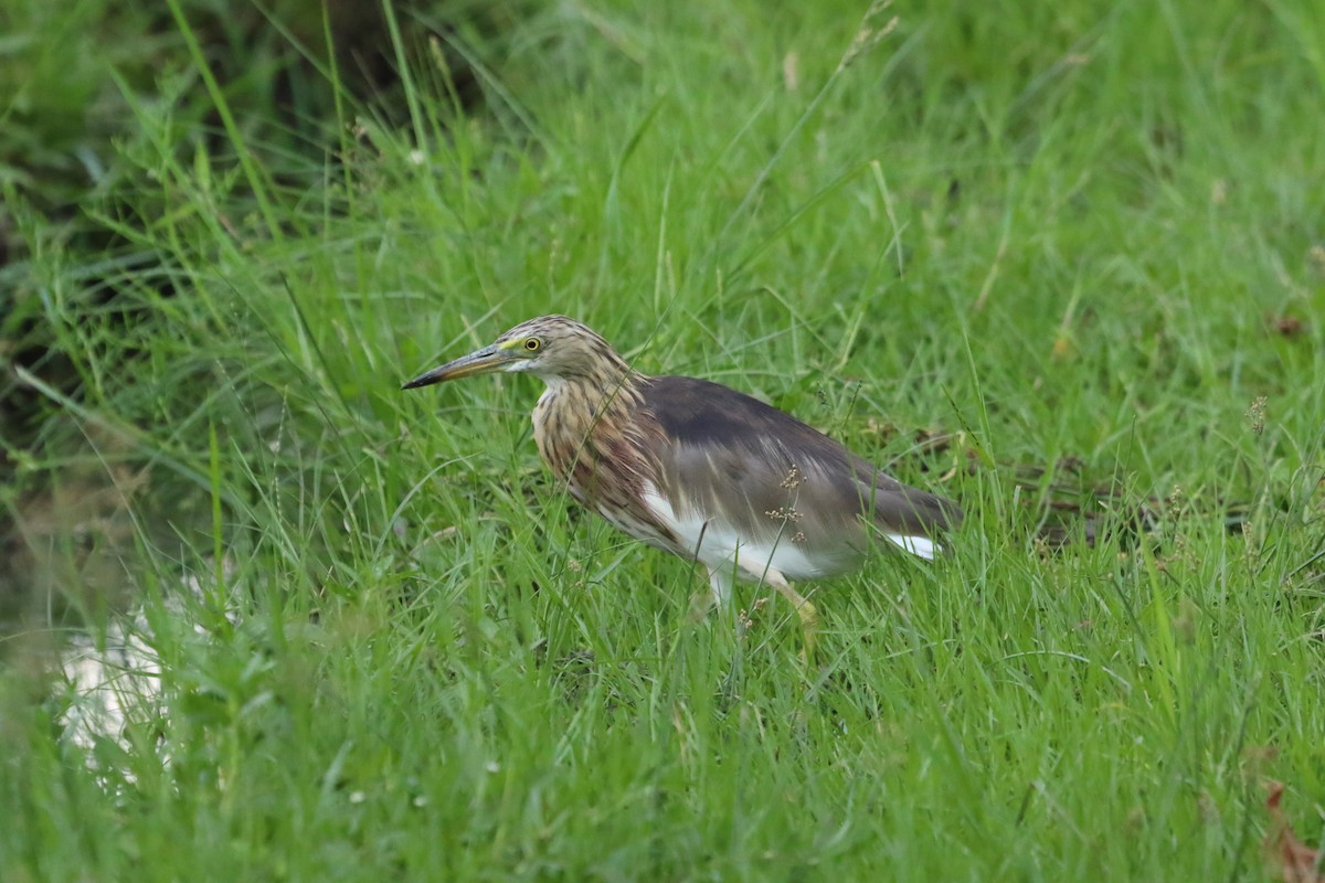 pond-heron sp. - ML623795402