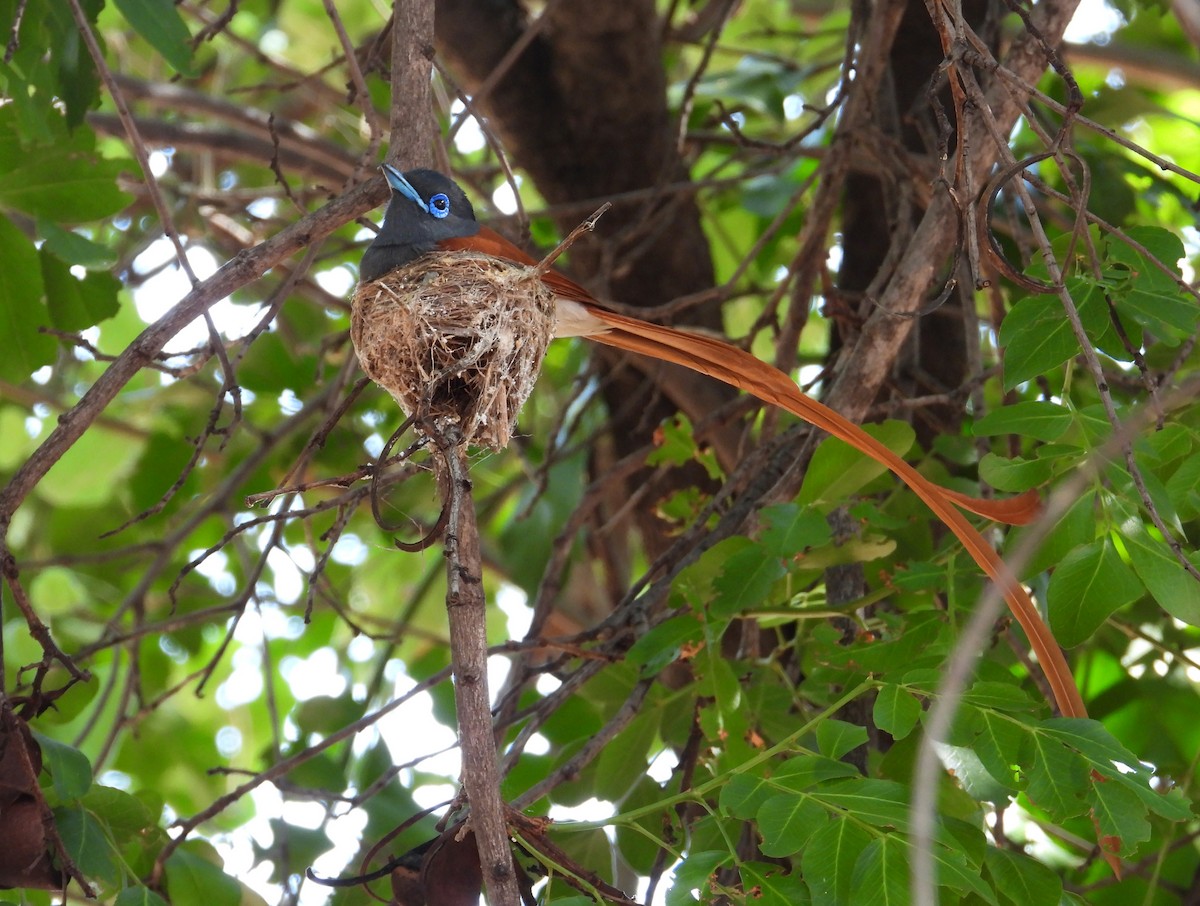 African Paradise-Flycatcher - ML623795412