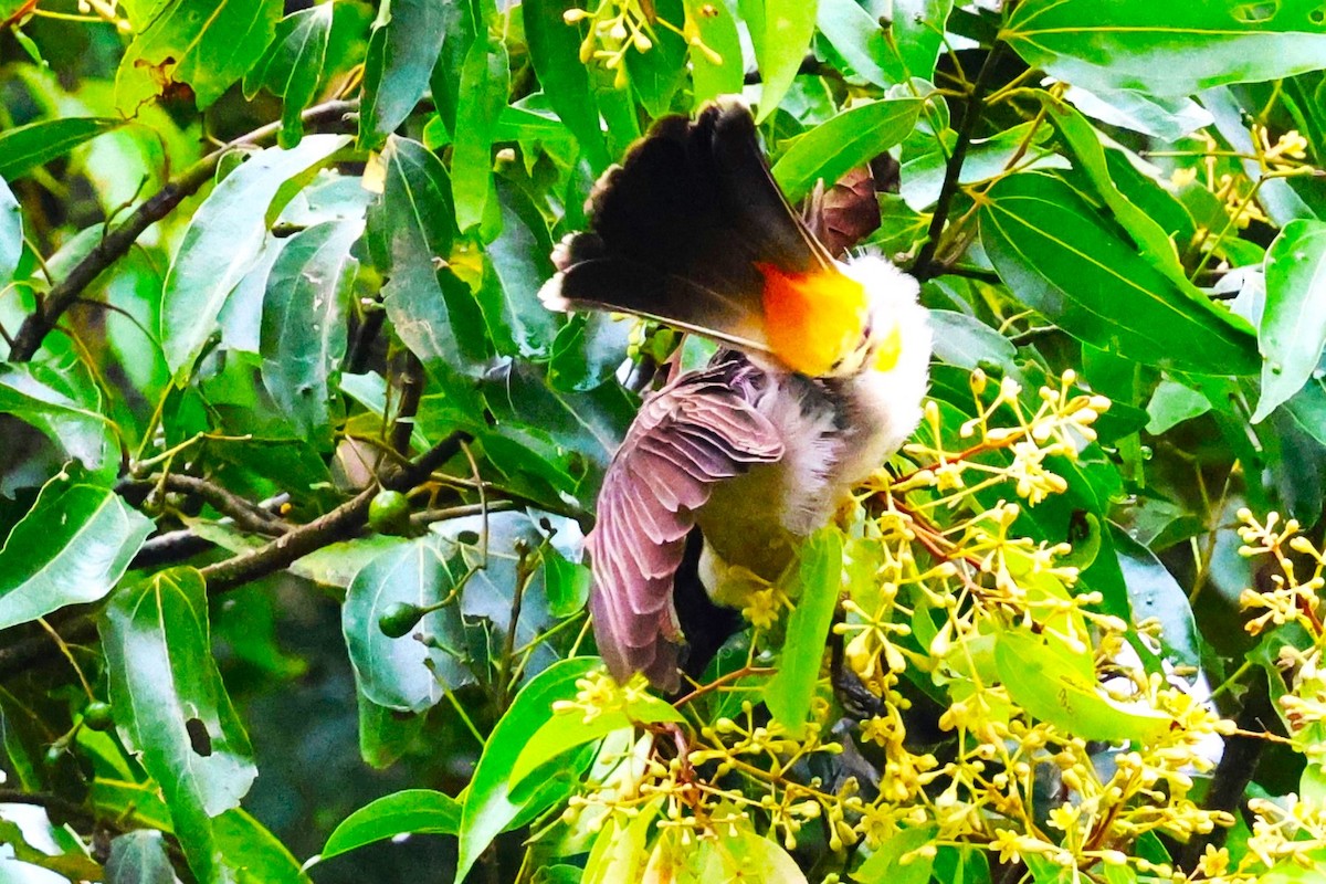 Sooty-headed Bulbul - ML623795421