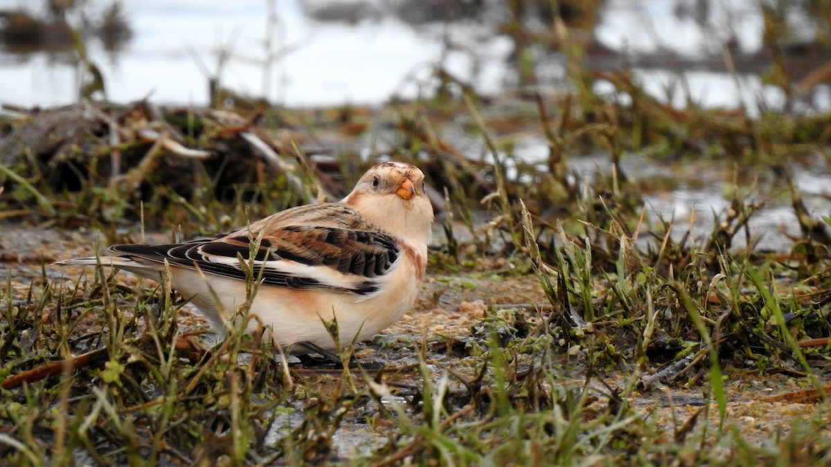 Snow Bunting - Ricardo Salgueiro