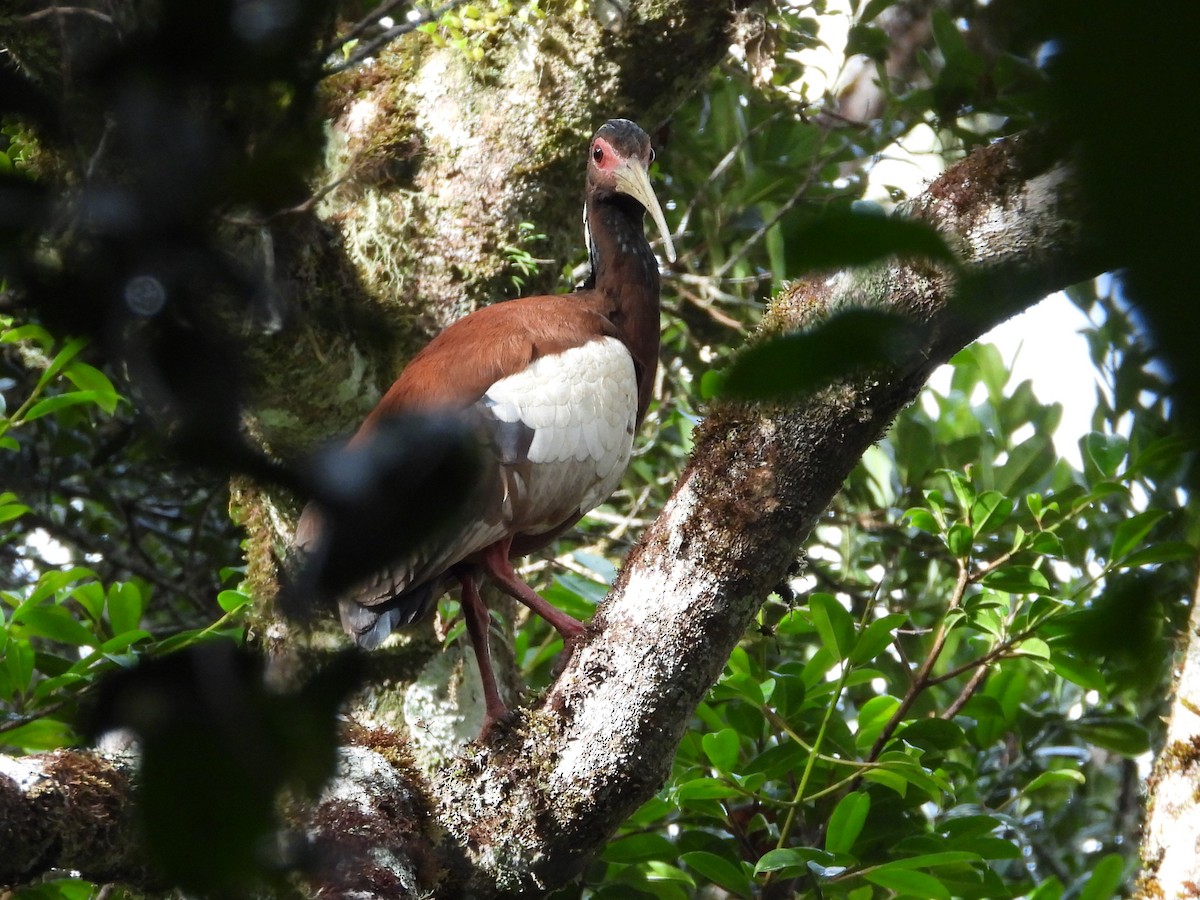 Madagascar Ibis - Francesco Barberini