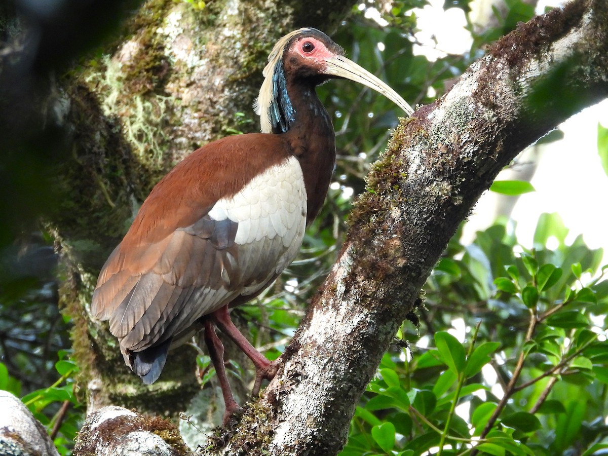 Madagascar Ibis - Francesco Barberini