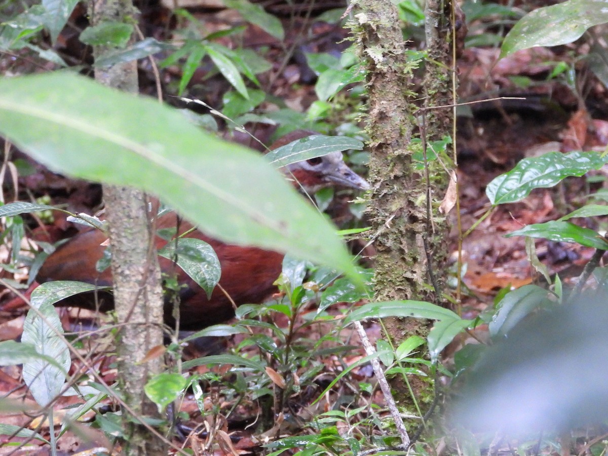 Madagascar Forest Rail - ML623795484