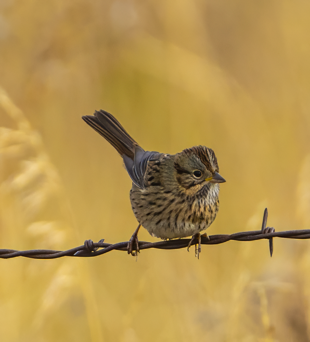 Lincoln's Sparrow - ML623795499
