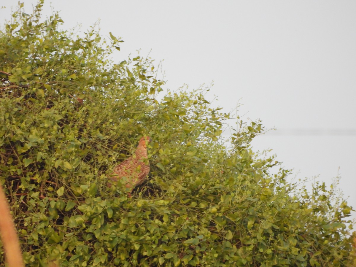 Gray Francolin - ML623795500