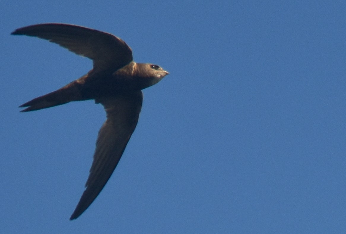 Pallid Swift - ML623795518