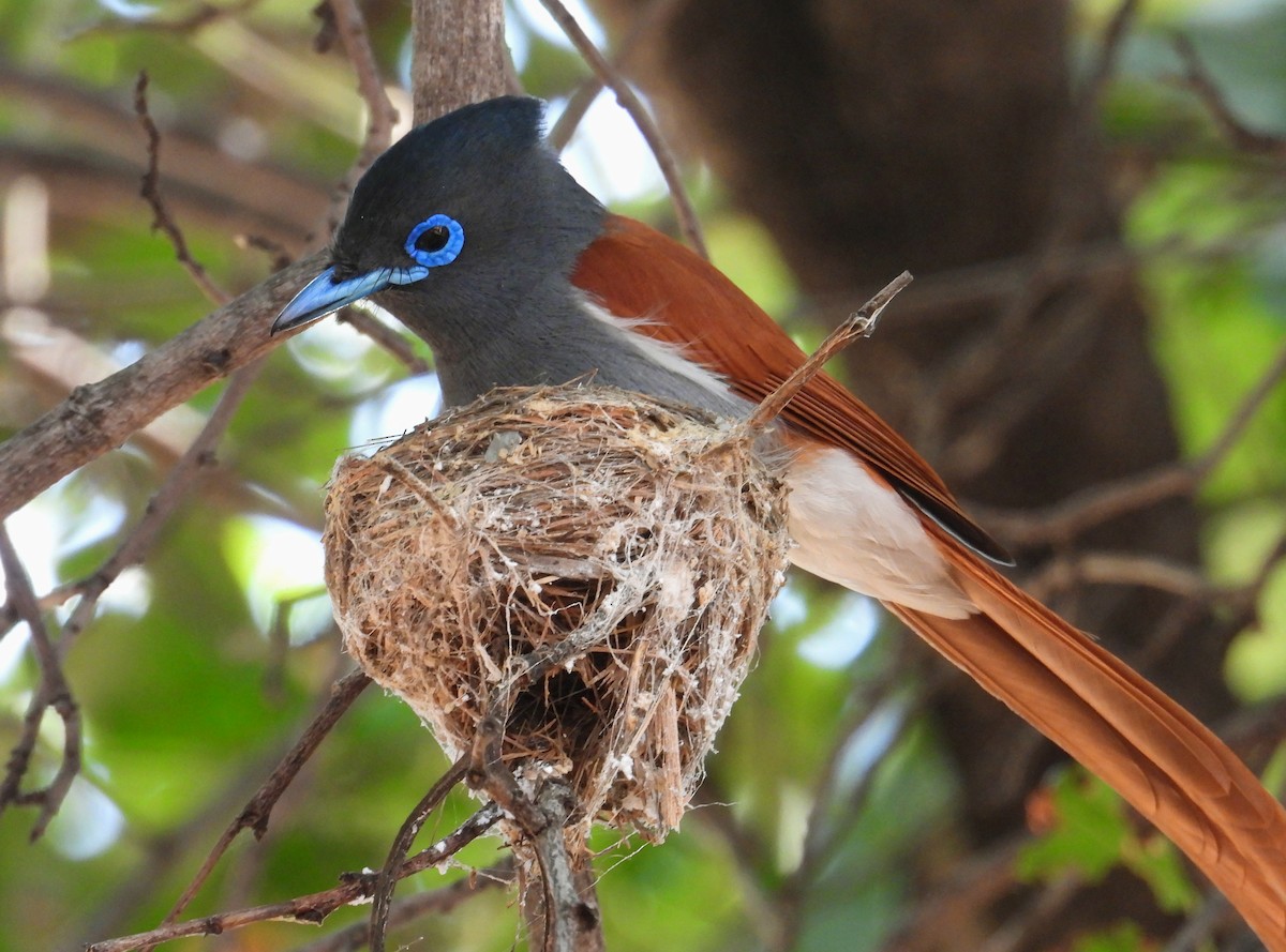 African Paradise-Flycatcher - ML623795530