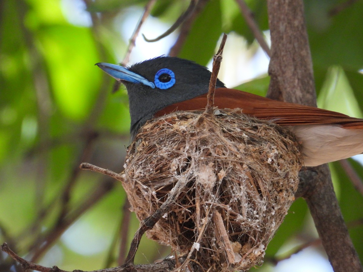 African Paradise-Flycatcher - ML623795549