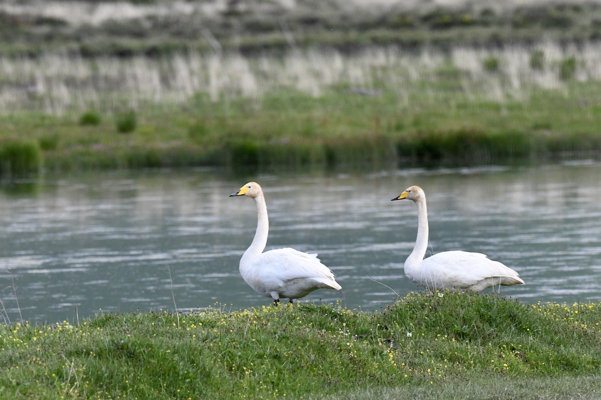 Whooper Swan - ML623795560