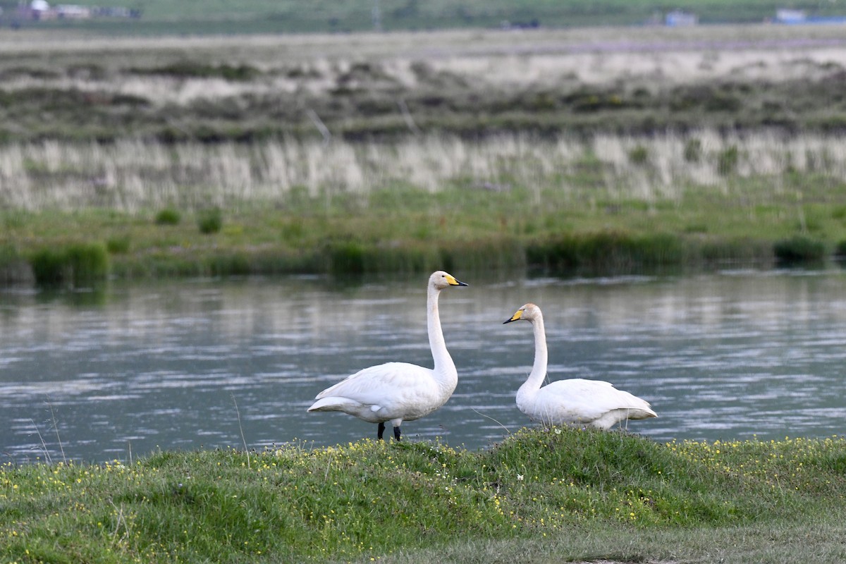 Whooper Swan - ML623795562