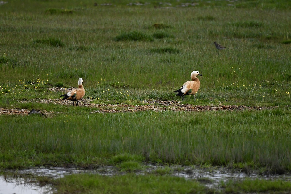 Ruddy Shelduck - ML623795564