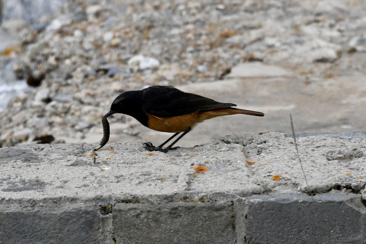 Black Redstart - ML623795575