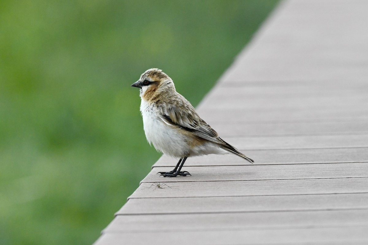 Rufous-necked Snowfinch - ML623795580